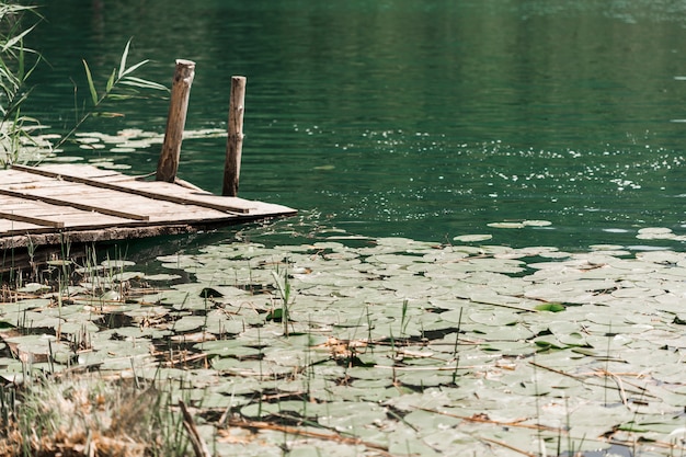 Free Photo lily pads floating on pond near the pier