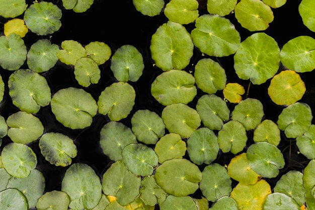 Lily pads on the surface of a pond