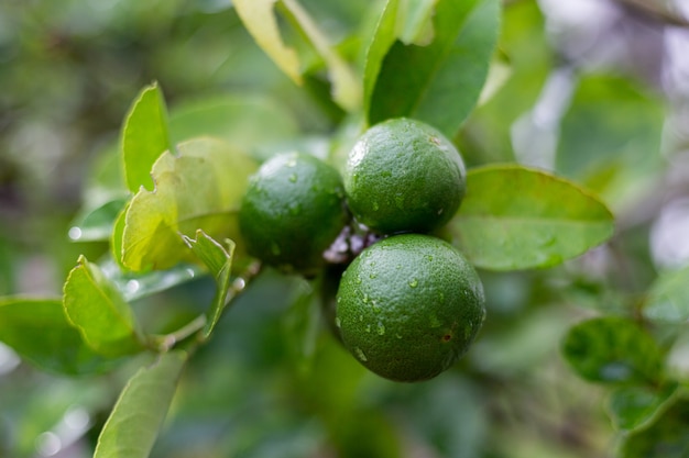 Free photo lime bergamot growing on tree after rain