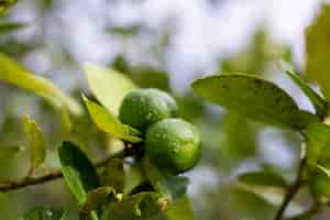 Free photo lime bergamot growing on tree after rain