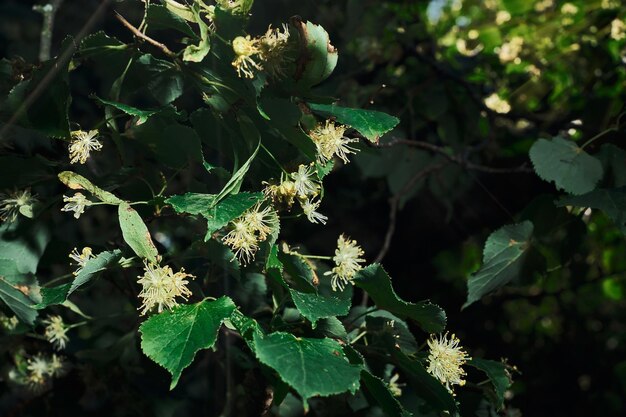 Lime yellow flowers of Tilia cordata tree banner closeup selective focus Horizontal background for wallpapers about the forest ecosystem Screensaver idea about climate change issues Mid summer