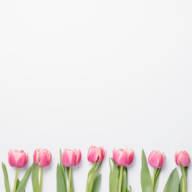 Free photo line from pink tulips