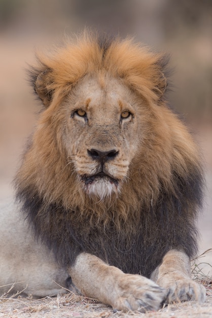 lion laying down on the ground while looking towards