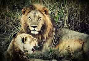 Free photo lion and lioness