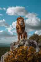 Free photo lion pride in dry forest