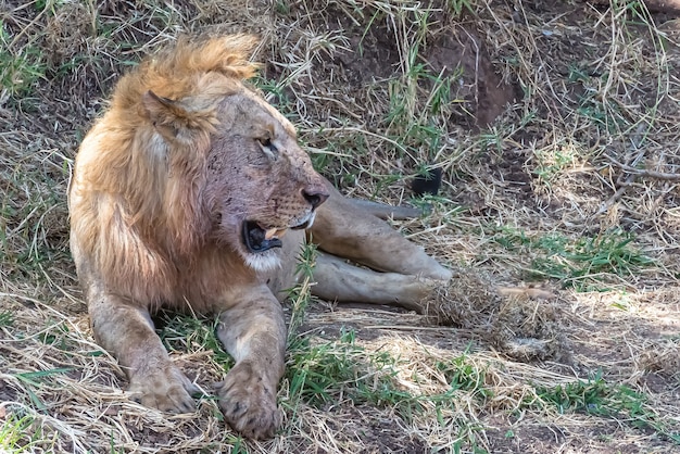 Free Photo lion resting on the grass and bushes during daytime