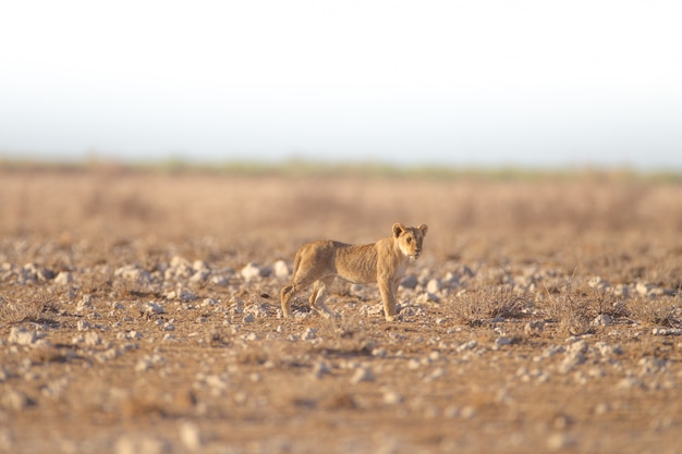 Lion standing in an empty field