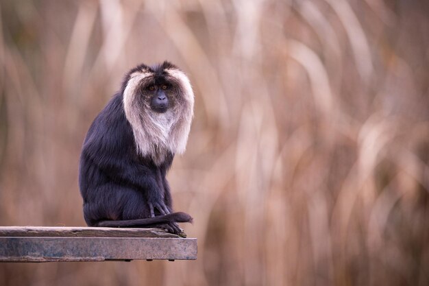 Lion tailed macaque male close up. Wild animals in captivity. Beautiful and endangered animals portraits.