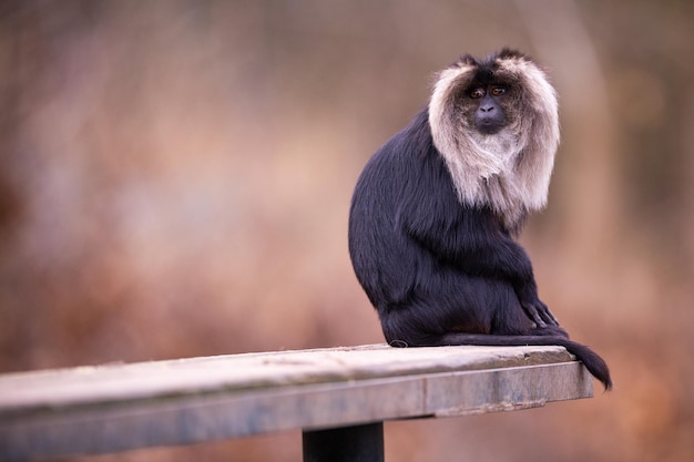 Lion tailed macaque male close up. Wild animals in captivity. Beautiful and endangered animals portraits.