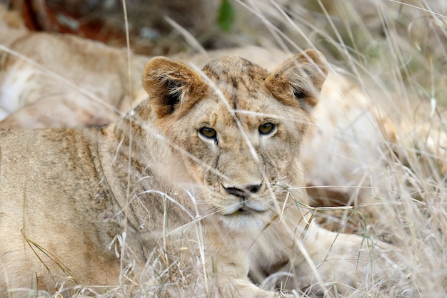 Lioness in the savannah