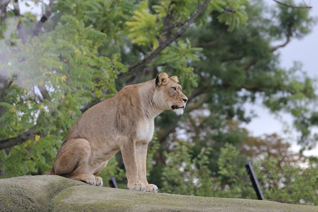 Free photo lioness sits on stone