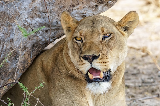 Free photo lioness under a tree branch