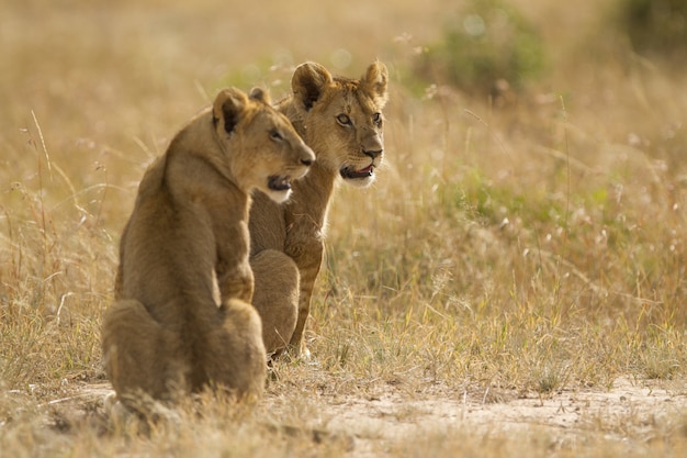 Free Photo lionesses sitting on a field covered with grass in the middle of the jungle