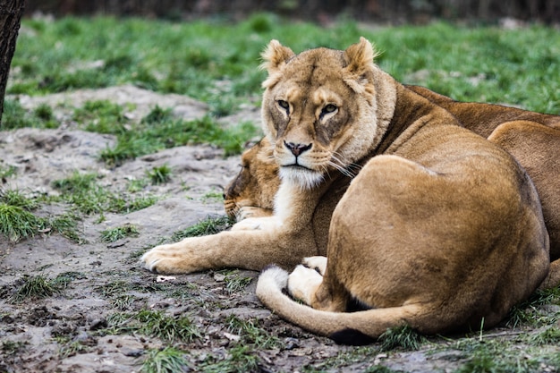 Lions lying on the ground surrounded by greenery with a blurry background