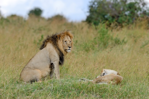 Free Photo lions in national park of kenya