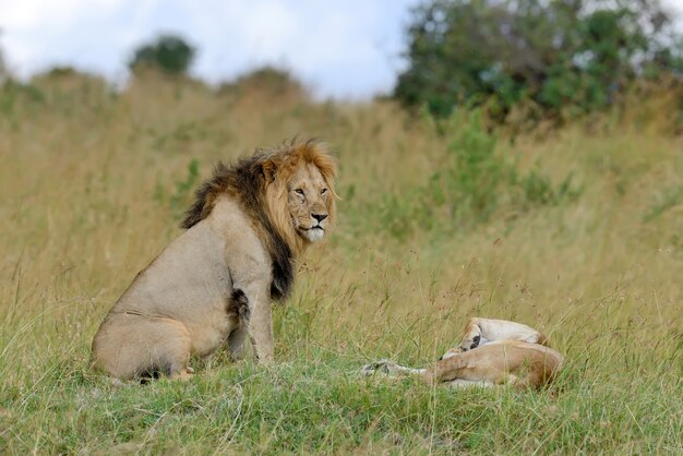 Lions in National park of Kenya