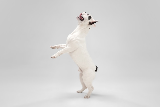 Listening to you. French Bulldog young dog is posing. Cute playful white-black doggy or pet is playing and looking happy isolated on white background. Concept of motion, action, movement.