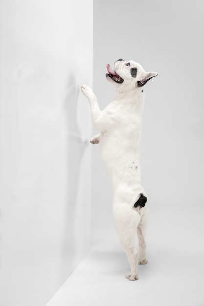 Listening to you. French Bulldog young dog is posing. Cute playful white-black doggy or pet is playing and looking happy isolated on white background. Concept of motion, action, movement.