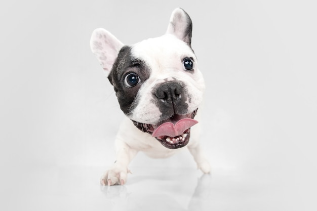 Listening to you. French Bulldog young dog is posing. Cute playful white-black doggy or pet is playing and looking happy isolated on white background. Concept of motion, action, movement.