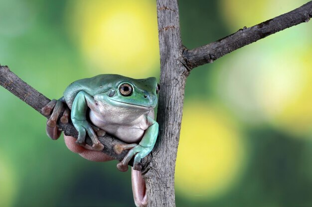 Litoria caerulea tree frog on leaves dumpy frog on branch