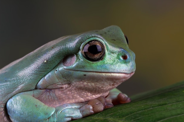 Litoria caerulea tree frog on leaves dumpy frog on branch