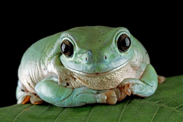 Free photo litoria caerulea tree frog sitting on green leaves dumpy frog closeup on black background