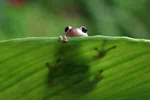 Free photo litoria rubella tree frog among the green leaves