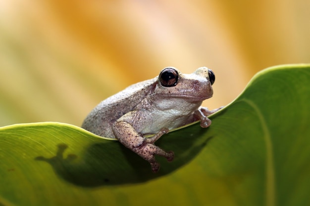 Free Photo litoria rubella tree frog on green leaves australian tree frog closeup on green leaves