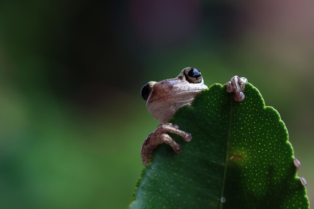 Free photo litoria rubella tree frog on green leaves