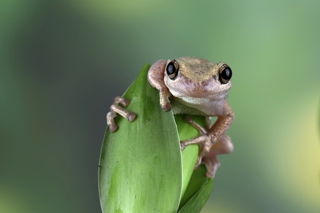 Free Photo litoria rubella tree frog among the green leaves