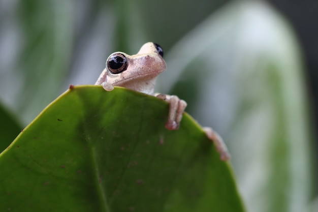 Litoria rubella tree frog among the green leaves