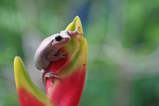 Litoria rubella tree frog on red flower Australian tree frog closeup on green leaves Desert tree frog closeup