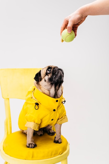 Free Photo little attentive dog in clothing sitting on chair