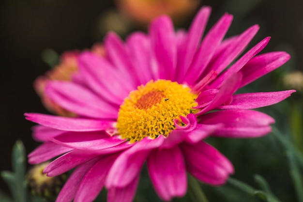 Free Photo little beetle on wonderful violet flower with yellow center