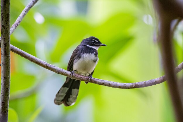 Little bird sitting on tree branch