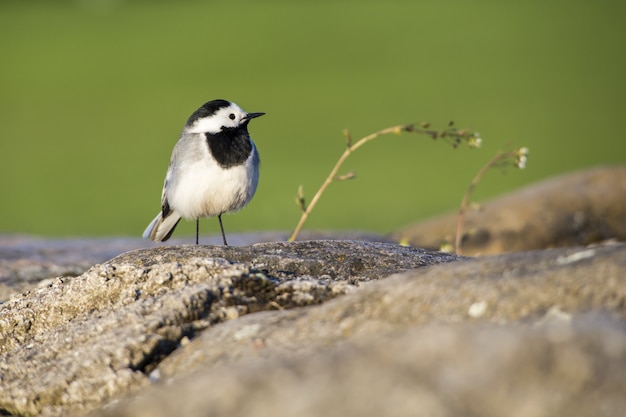 Little bird standing on rock close up