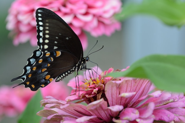 Free photo little black satyrium butterfly on a pink flower