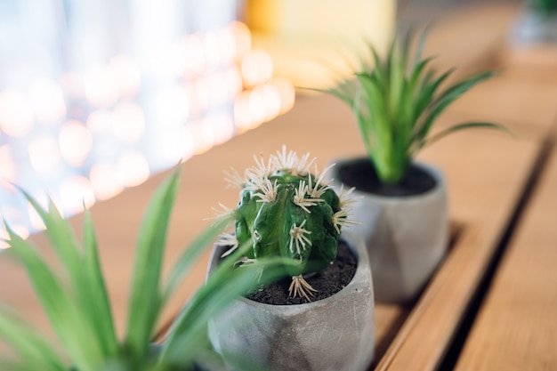 Free photo little cactus and aloe in small pots