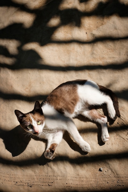 Free photo little cat relaxing outdoors concept