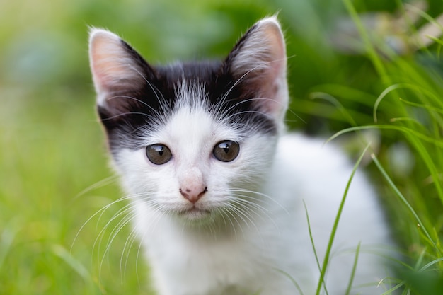 Free photo little cat sitting on the grass.