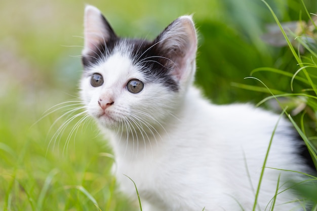 little cat sitting on the grass.