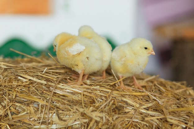 Little chicks on the hay. Easter concept.