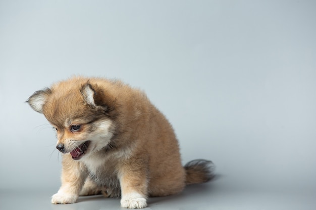 Little chihuahua on gray surface