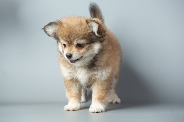 Little chihuahua on gray surface