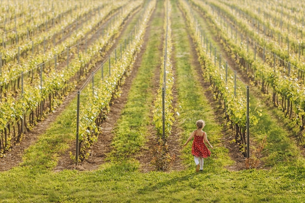 Little child in red dress is running in vineyard