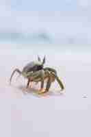 Free photo little cute crab at the beach by the ocean