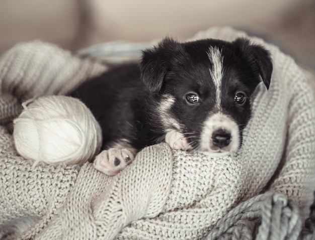 Free photo little cute puppy lying on a sweater