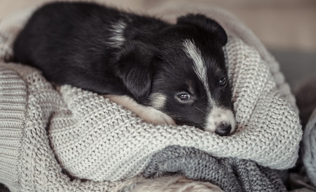 Little cute puppy lying with a sweater