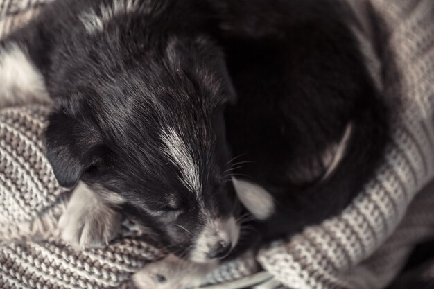 Little cute puppy lying with a sweater