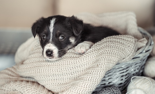 Little cute puppy lying with a sweater.